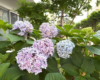 IMG_1385.jpg
